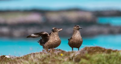 Shetland nature reserves see increase in seabirds